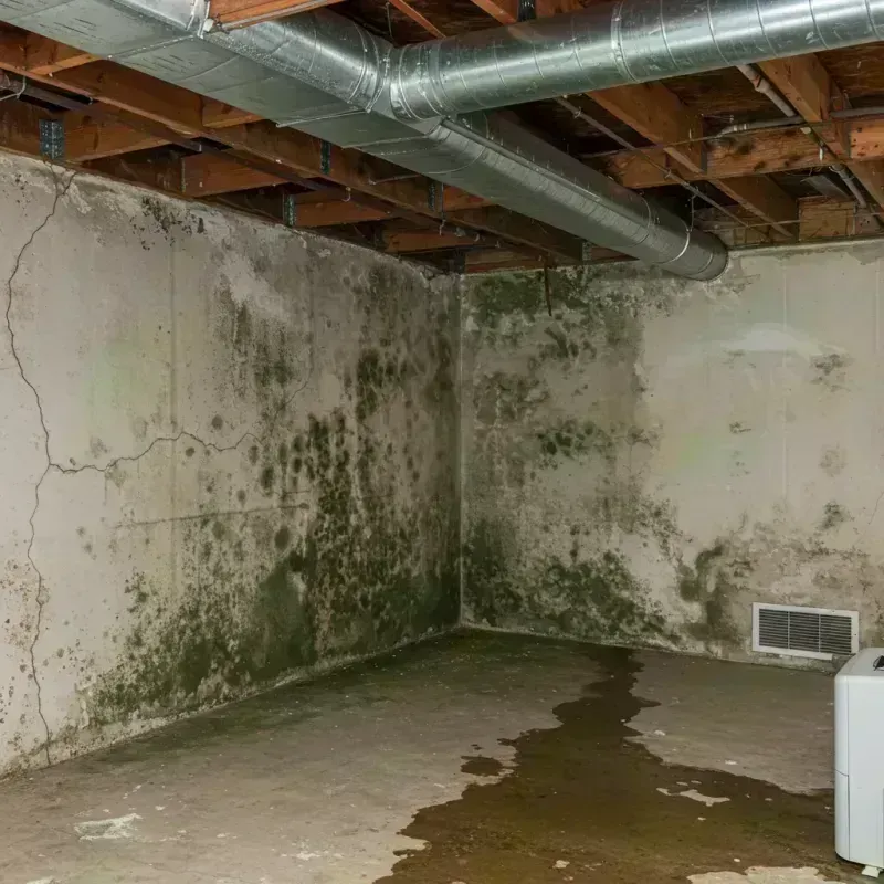 Professional Mold Removal in Decatur County, GA